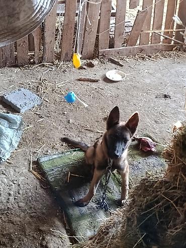 продажа собак в бишкеке: Бельгийская овчарка — 3