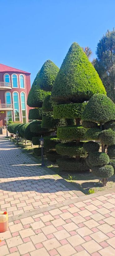 Ağaclar: Dejarativ 🌲 larin budanmasi həmsə yasil vitkilərin budanmasi kim — 2