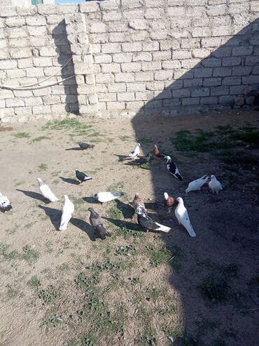 доска объявлений собаки: 17qus tergitme qusdar saxlam.isdeyen yazsin