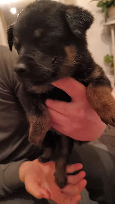 Продажа собак: Щенки, окрас черный с подпалом Описание: - Милые щенки — 2
