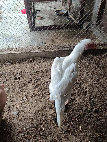 bakida pitbul satishi: Orginal o shamo heyratilari.Alman qani Fereler 130-150 azn.Cavan — 4