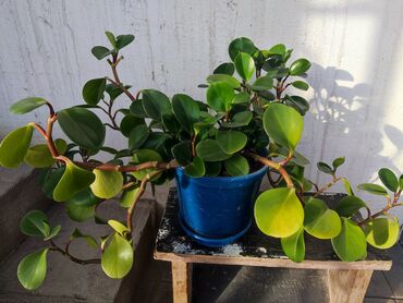 Драцены и Сансевиерии: Домашние и комнатные цветы в горшках. Герань, Алоэ, долларовое дерево — 7