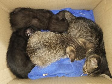 возьму кошку в добрые руки: Котята с мягкой шерстью, предлагается для нового дома. Имеют