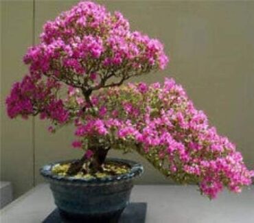 Semena i sadnice: Sakura Bonsai mini japanska trešnja seme
Cena: 550din/5 semenki — 5