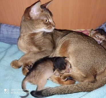 абиссинская порода: Продаются котята Абиссинской кошки, полукровки, остались 2 мальчика