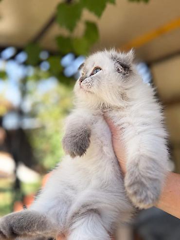 кошка потеряна найдена в бишкеке: Скотиш Фолд (Шотландская вислоухая), 2 месяца, Девочка, Серебристая шиншилла, Приучена к лотку, Проглистована, С документами — 5