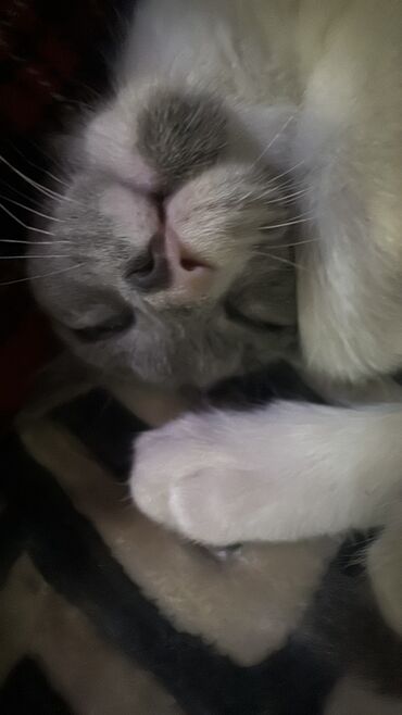 Продажа кошек: Скотиш Страйт (Шотландская прямоухая), 3 месяца, Девочка, Серый, Приучена к лотку at lalafo.kg — 15 Продажа кошек: Скотиш Страйт (Шотландская прямоухая), 3 месяца, Девочка, Серый, Приучена к лотку — 15