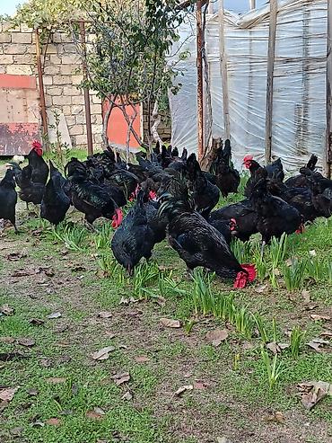 Qida məhsulları: Avstralop toyuqlarının mayalı yumurtası.Qiymət 80 qəpik — 8
