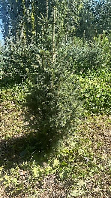 ёлки зелёные: Ель колючая (Picea pungens), голубая форма — саженцы для озеленения — 5