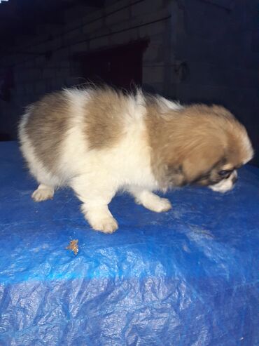 İtlər: Pekines, 2 ay, Dişi, Ödənişli çatdırılma — 5