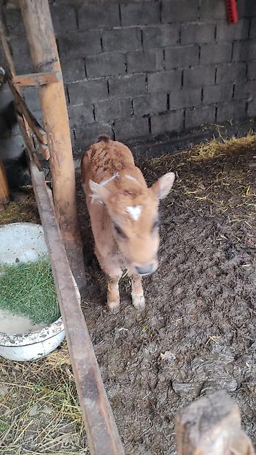 Коровы, быки: Продаю | Тёлка at lalafo.kg — 3 Коровы, быки: Продаю | Тёлка — 3