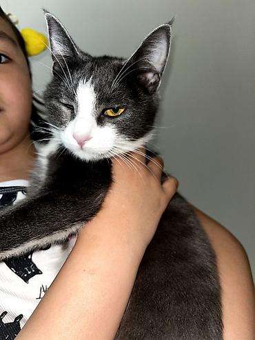 Продажа кошек: Продам кошку. вместе с ней идет её игрушка, кошачья мята и ошейник — 14