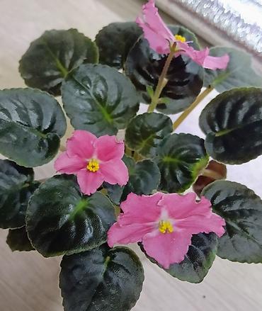 Фиалки и глоксинии: Продаю стартеры взрослые сортовые фиалки 🌺🌿🌺. Цены 200-250-350сом — 25