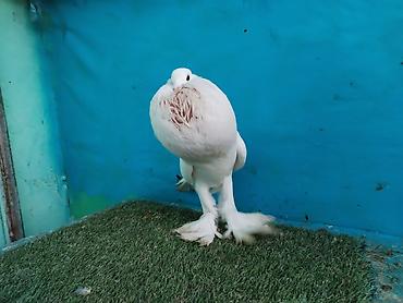 Göyərçinlər: Satilir pomeran Dutular 2 Cut Var cutu 120 Manatdi Bir cut Ag Qara Var — 21