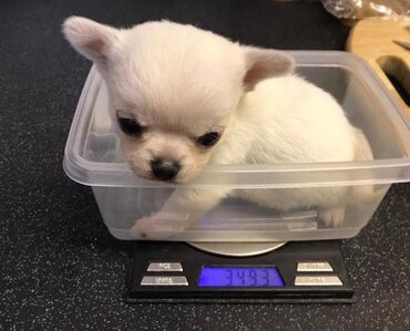 Chihuahua Puppies Wonderful Chihuahua puppies for sale. Puppies just