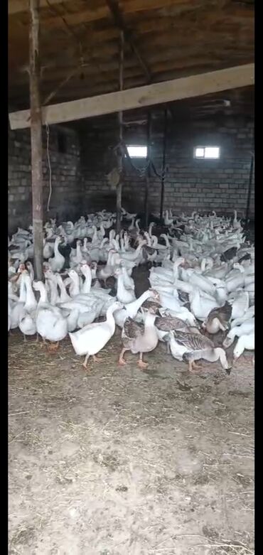 приют для животных в баку адрес: 470 dene qaz satram kecen ilklerdi hamsn gotren olsa 23 manatnan verem