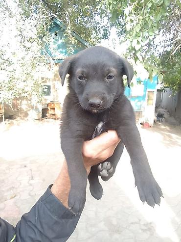 Продажа собак: 6 месяцев, Самка — 3