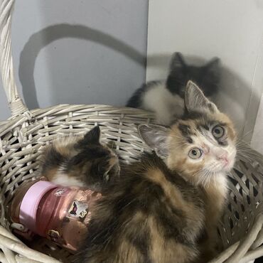 животные коты: Отдам котят в хорошие рукиОчаровательные котята различных окрасов