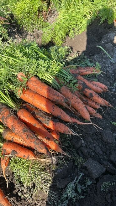 ведро эмалированное с крышкой 10л цена бишкек: Морковь