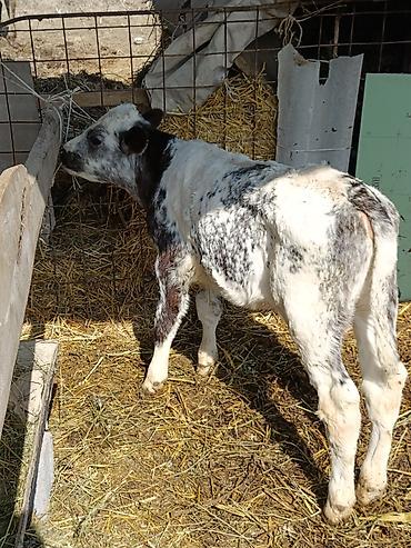 Коровы, быки: Продаю | Музоо, торпок | Бельгийская — 6