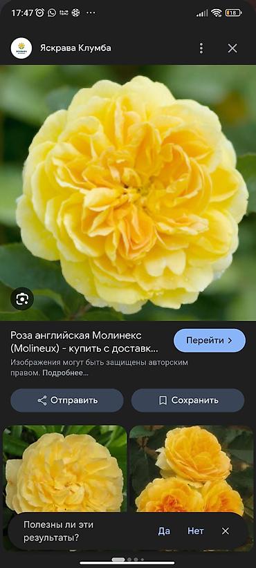 Роза: Саженцы садовых роз (кустарниковые/чайно-гибридные, флорибунда) — — 17