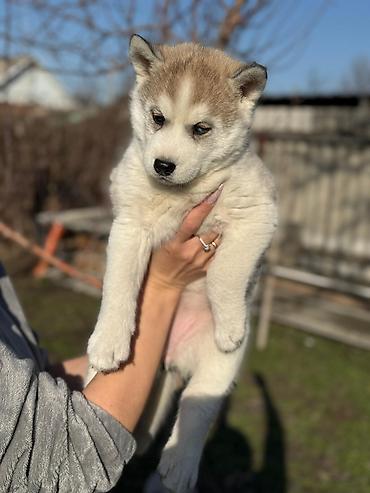 Продажа собак: Хаски, 1 месяц, Самка — 5
