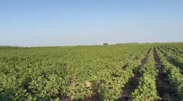 Kommersiya daşınmaz əmlakının satışı: 150 HEKTAR ƏRAZİ satılır İMİŞLİDƏ 110 HEKTAR Mülkiyyət Əkin — 10