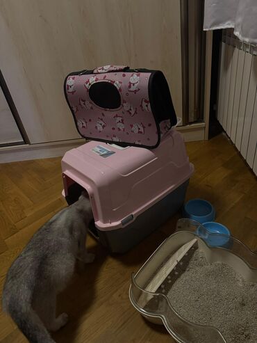 Pişiklər: Şotland yastı qulaq, Dişi, Yaxşı əllərə, Ödənişli çatdırılma — 7