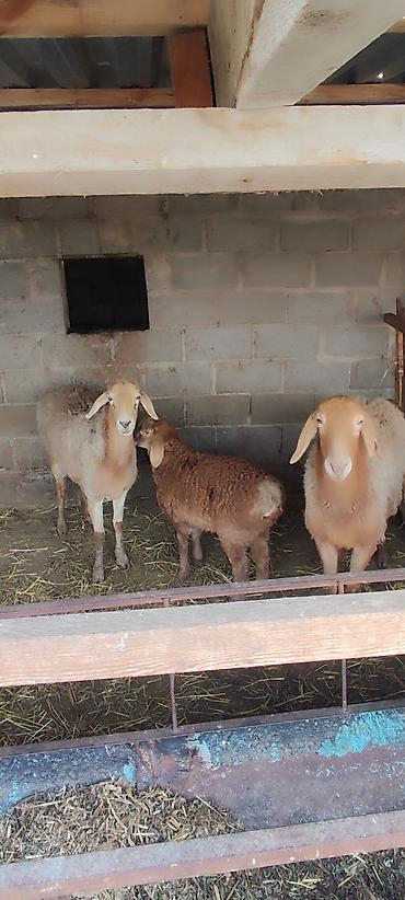 Баран, овца: Продаю | Овца (самка) | Арашан | Для разведения | Матка — 5