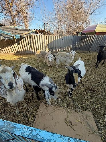 Козы, козлы: Продаю | Коза (самка) | Зааненская | Для разведения — 11