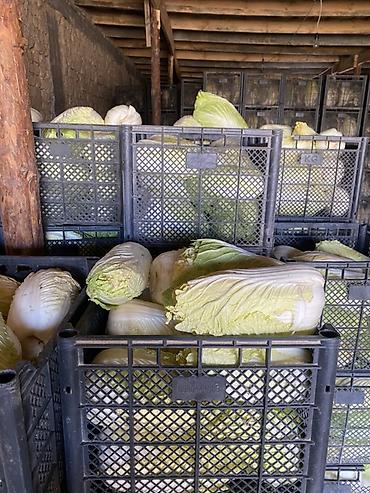 Капуста: Капуста Пекинская — 8