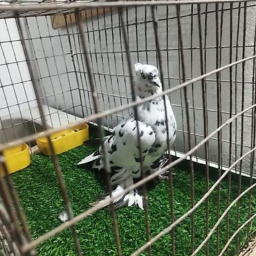 Другие с/х животные: Породистые декоративные голуби. Описание: - Порода — 33