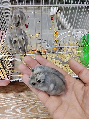 Gəmiricilər: Xamyak cunqarik bir cut ag vəya boz: Bir qəfəs bir kq yem iki aylıq — 4