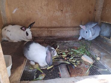 Dovşanlar: Tam saglam dovwanlardir.her qiymete dovwan olur.balalar 5 manatdan — 8