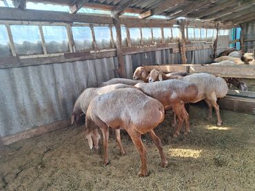 заяц живой: Кочкоры на породу