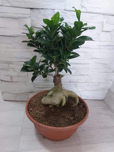 Fikus: FIKUS GINSENG