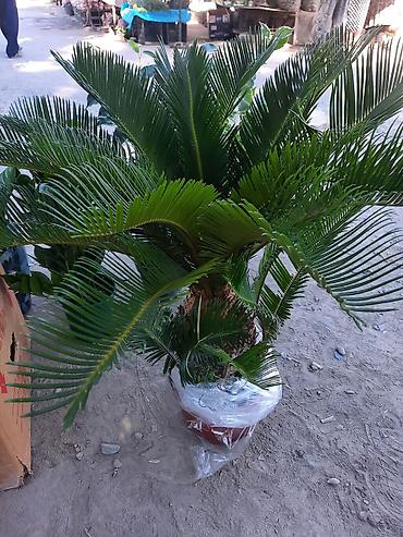 комнатные лимоны: Саговник (Cycas revoluta) в горшке - Декоративное вечнозелёное — 1