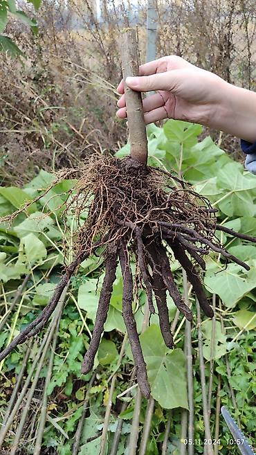Другие виды семян и саженцев: ПАВЛОВНИЯ КОЧОТТОРУ САТЫЛАТ СОРТТОРУ: -ФТЭ - ШАНГТОНГ - ПАОТОНГ Z 07 — 4