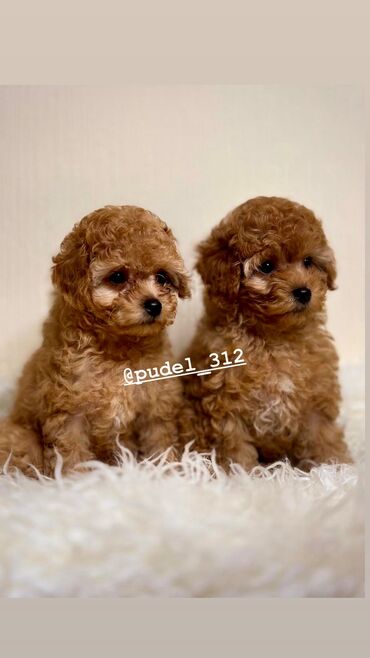 акустические системы pro ject колонка в виде собак: Той пудели . С родословной! Идеальная порода которая не линяет и не