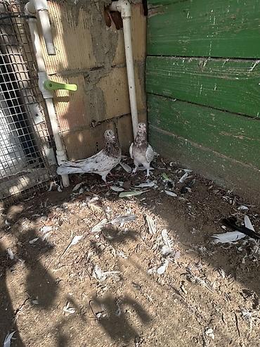 dekorativ quşlar: Optavoy 5 manatdan tek tek ferqlı qıymet ısdeyen elaqe saxlasn — 6