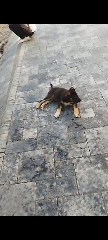 волк собака: Щенок, метис средних пород Описание: - Возраст: на вид щенок — 2