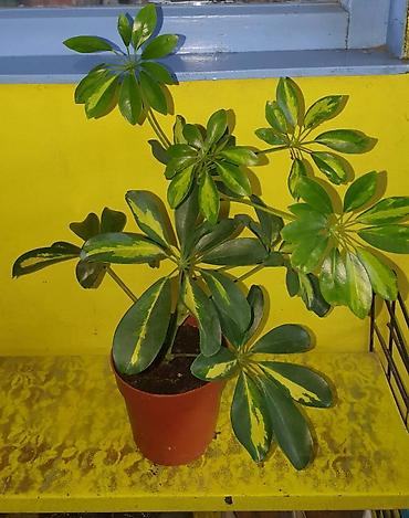 Другие комнатные растения: Продам комнатные цветы, в хорошем грунте, не тепличные, ухоженные — 5