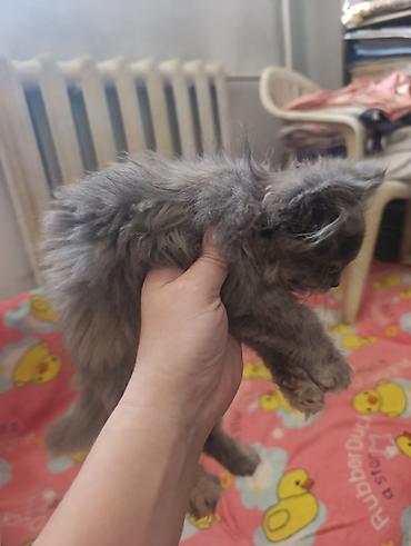 Мышыктар: 2 айлык, Ургаачы — 3