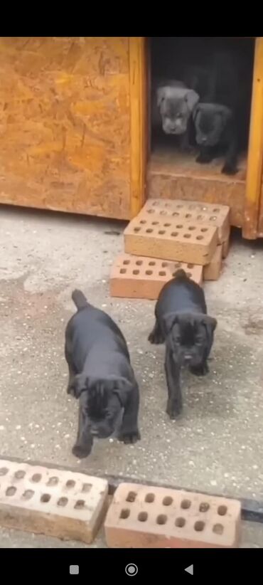 İtlər: Kane-Korso, 1 ay, Sənədli, Rayonlara çatdırılma, Ünvandan götürmə, Pulsuz çatdırılma — 11