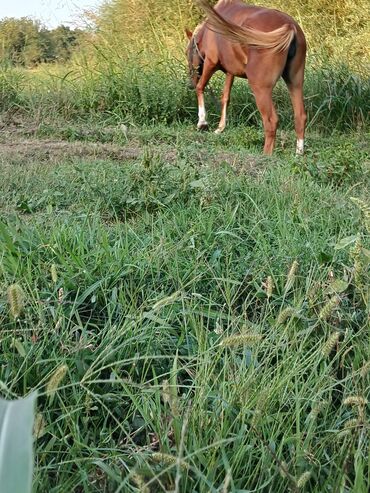 Atlar: Dişi, il: 5, Ödənişli çatdırılma