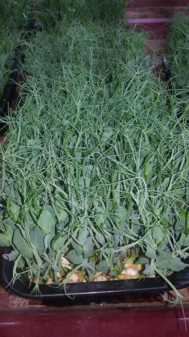 Здоровое питание: Продается вкусная красивая и очень полезная микрозелень в большом — 18