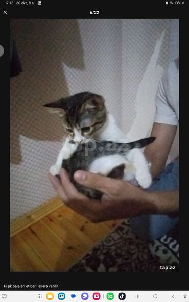 Pişiklər: Yaxşı əllərə — 17