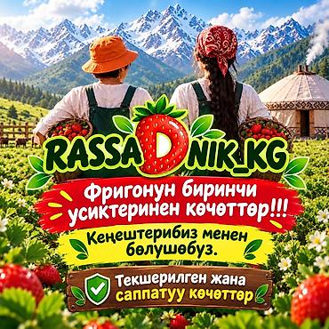 купить рассаду: Сорт кабрилло Рассада садовой клубники сорт кабрилло(фриго, первая — 1