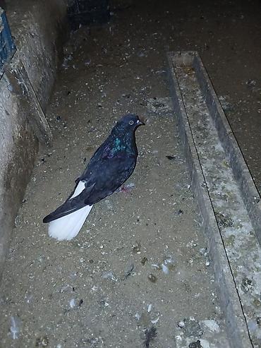 goyərcin yuvalari: Qara-ağ rəng kombinasiyalı göyərçin - Rəng: bədən tam qara, quyruq — 1