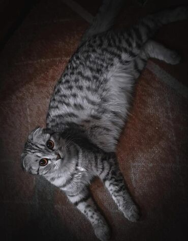 вислоухие кот: Шотландская вислоухая кошка.Окрас Вискас . по вопросам писать на